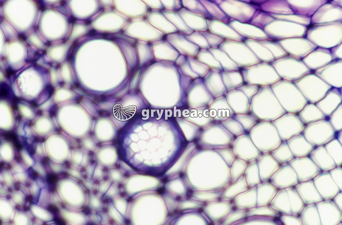 Tige de Bryone CT - BT x160 - gryphea.com